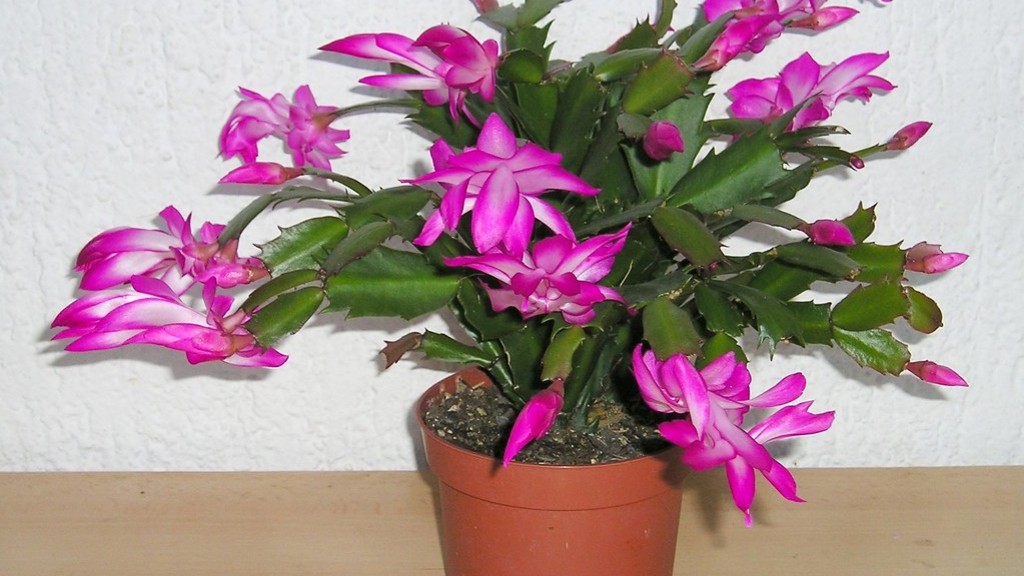 When to prune christmas cactus?