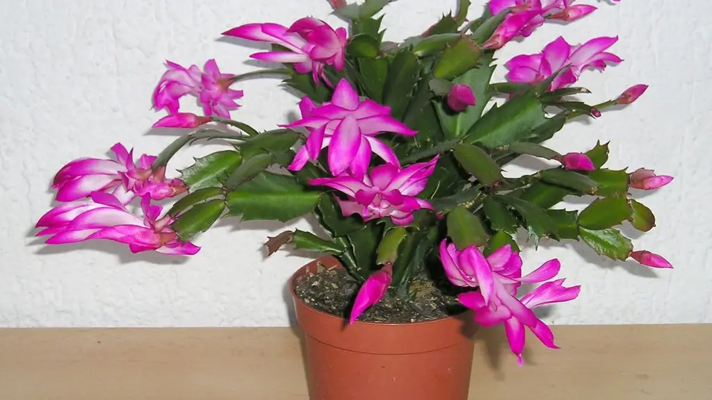 When to prune christmas cactus?