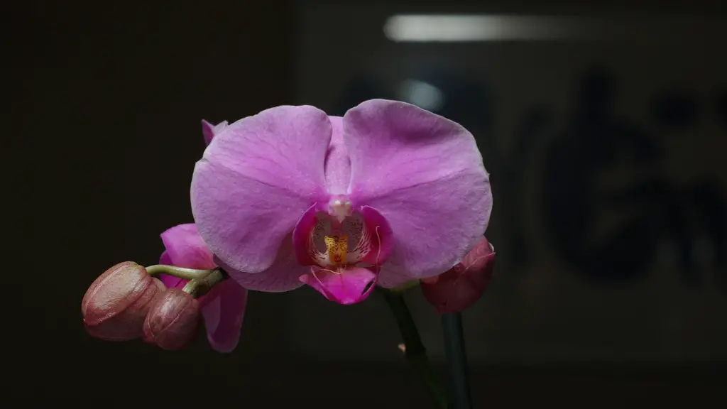 What months do african violets bloom?