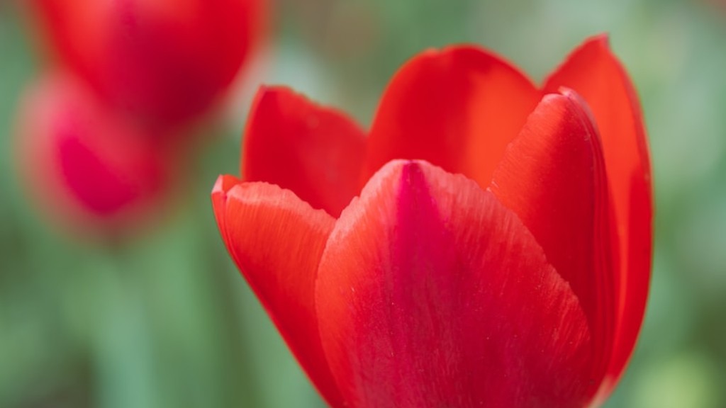What is the hindi meaning of tulip flower?