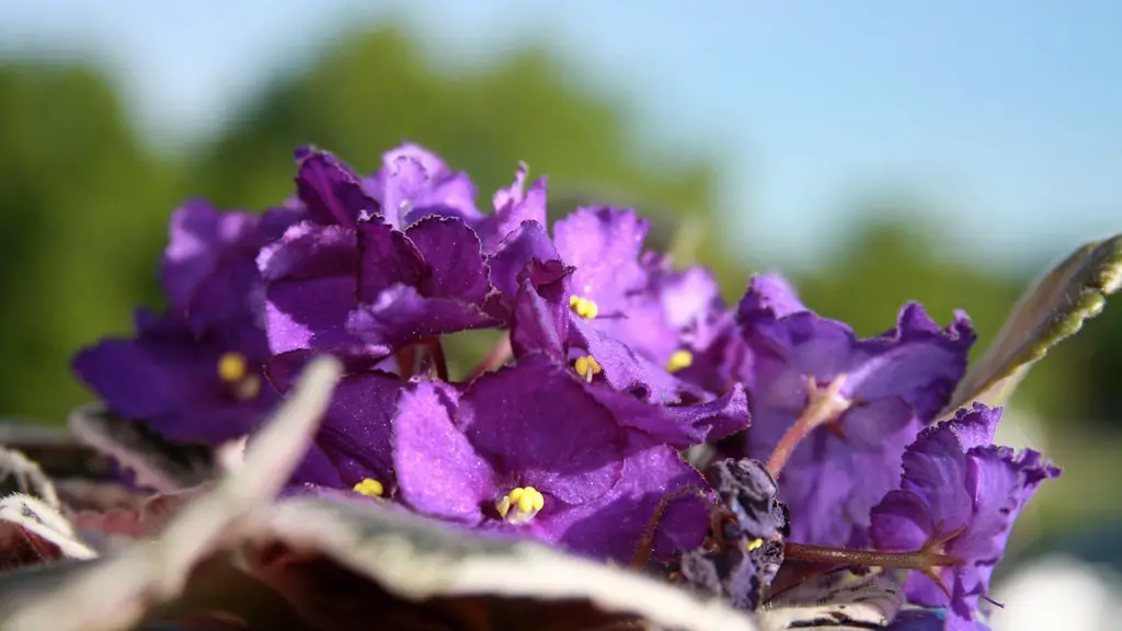 What time of year do african violets bloom?