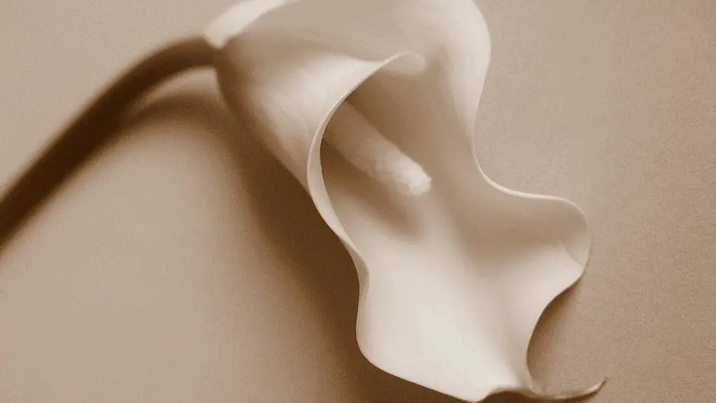 A flower calla lily?