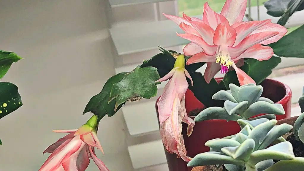 When to feed christmas cactus?