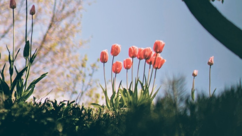 What is the use of tulip flower lens hood?