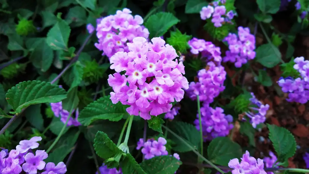 Can african violets be grown in a hoop house?