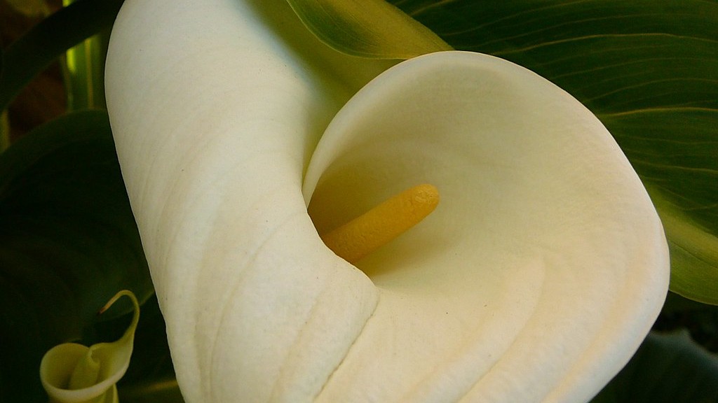 Can i transplant a calla lily outside?