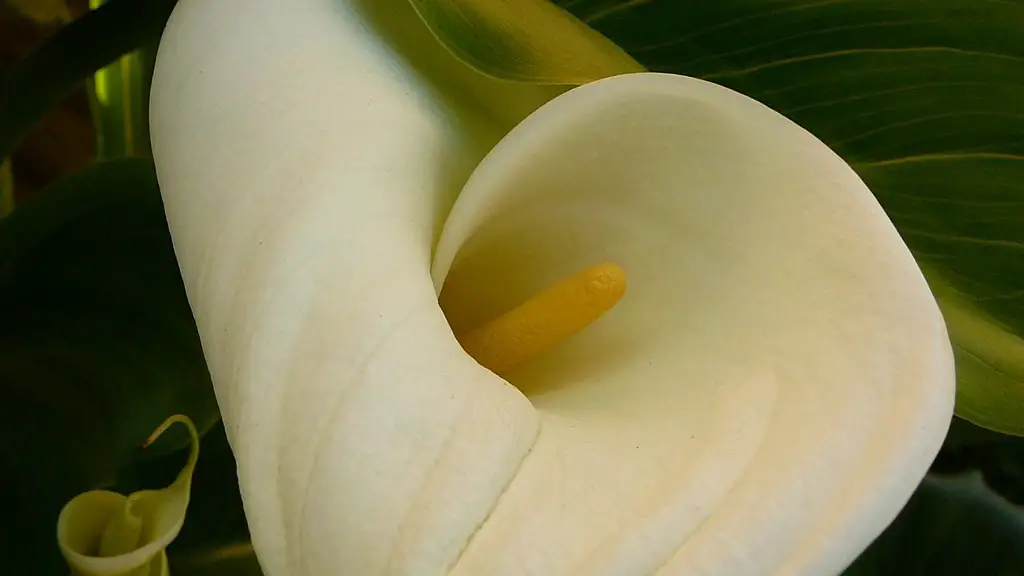 Why isn’t my calla lily flowering?