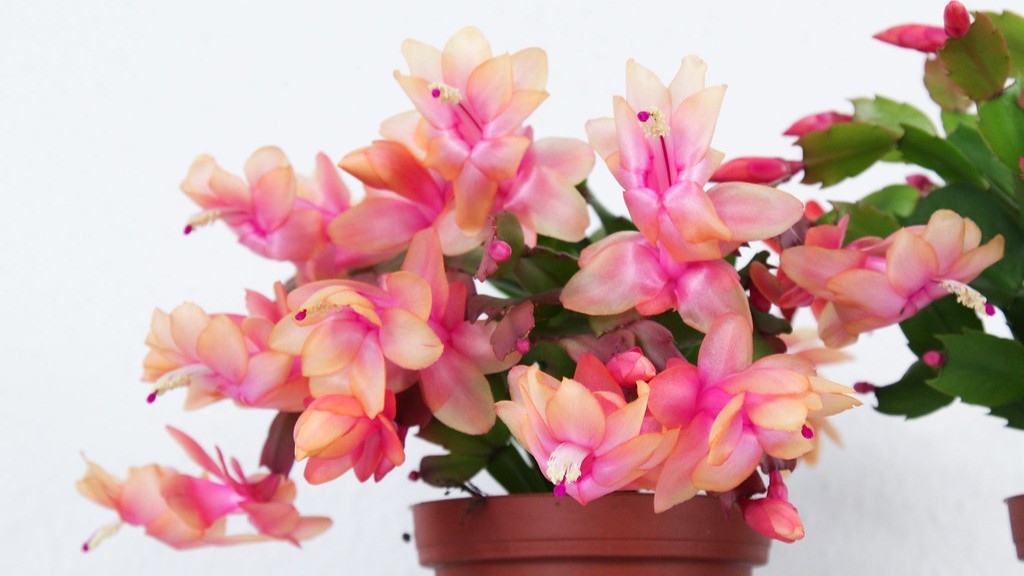 Does christmas cactus like to be root bound?