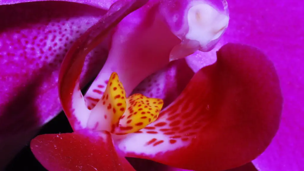 Where to buy christmas cactus?