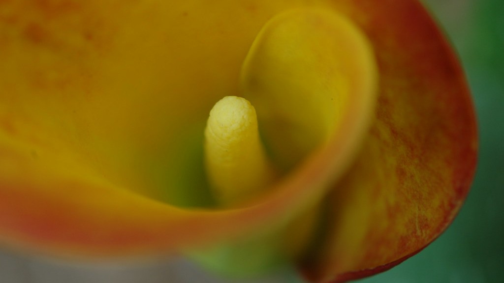 How to winterize a calla lily?