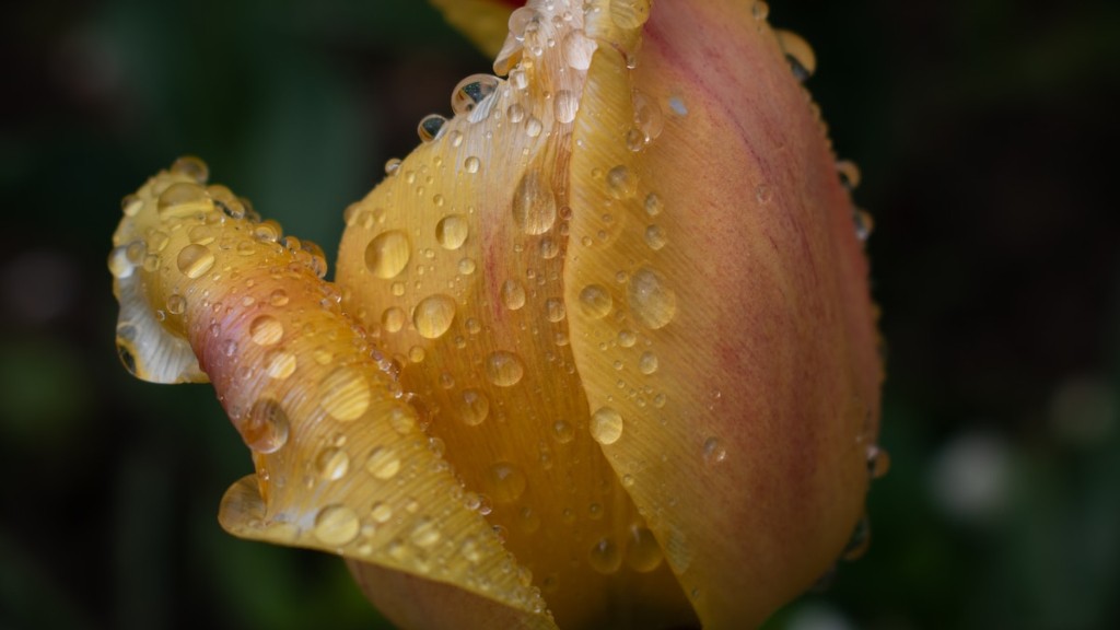 How to get rid of gnats in african violets?