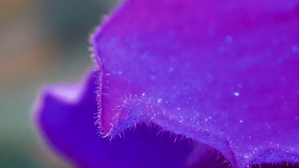 Why water african violets from below?