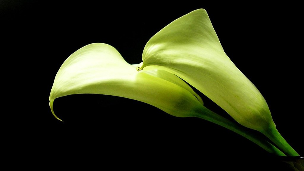 How deep do you plant calla lily bulbs?