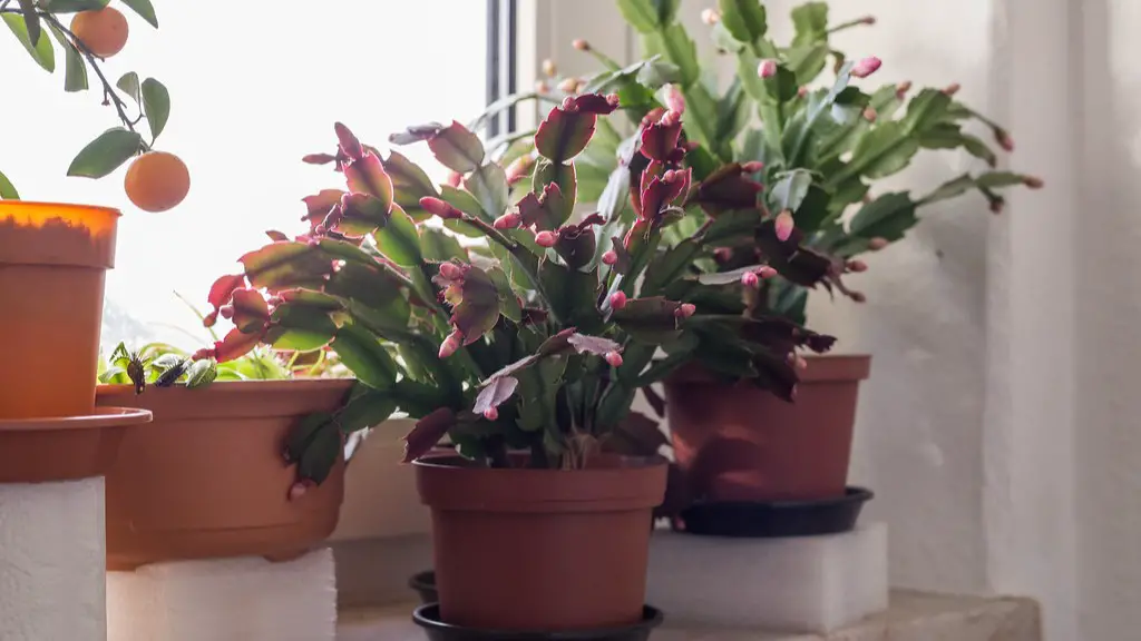 How do you get a christmas cactus to bloom?