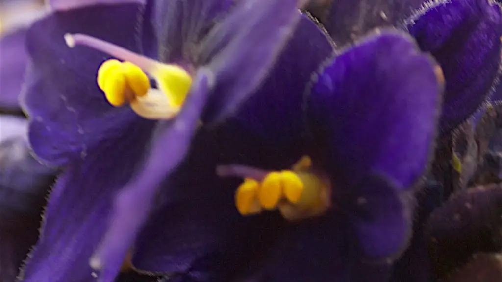 What do yellow leaves mean on african violets?