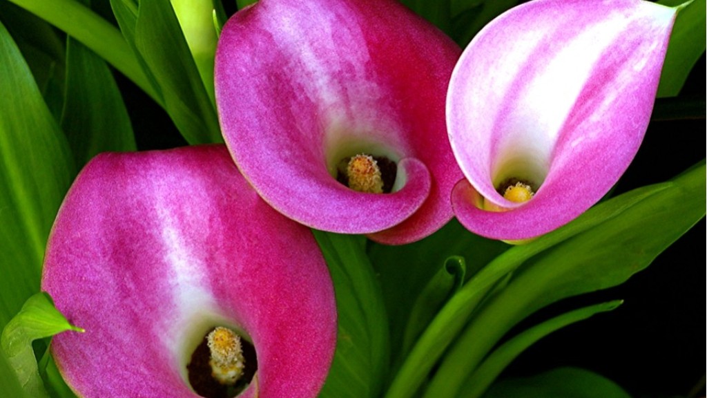 Are calla lily leaves poisonous to cats?