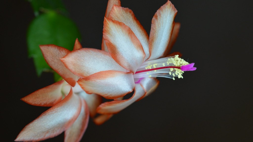 When to bring in christmas cactus from outside?