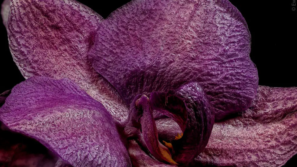 Where to cut calla lily flower?