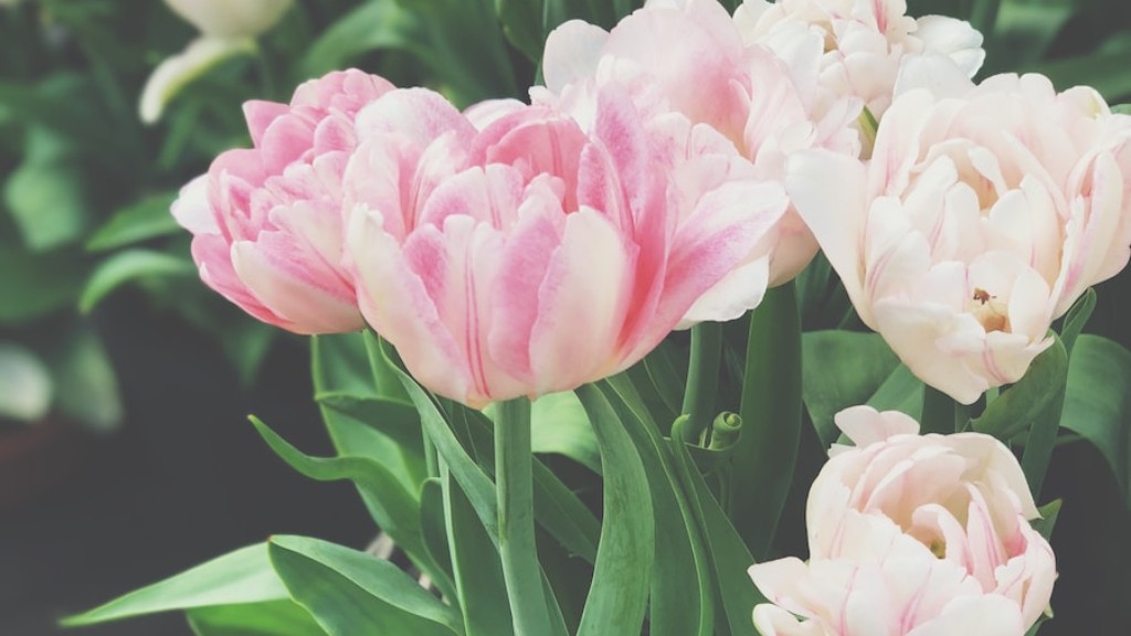 Where did the tulip flower originated?