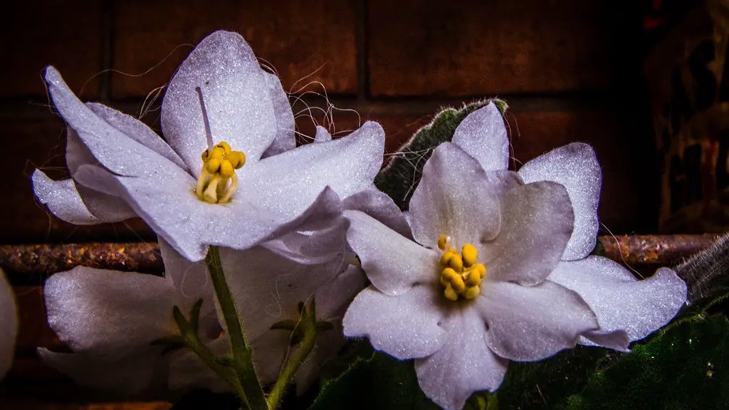 What months do african violets bloom?