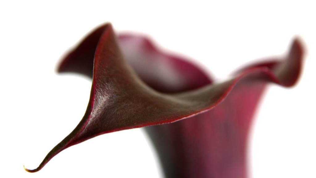 How to grow a calla lily in a pot?