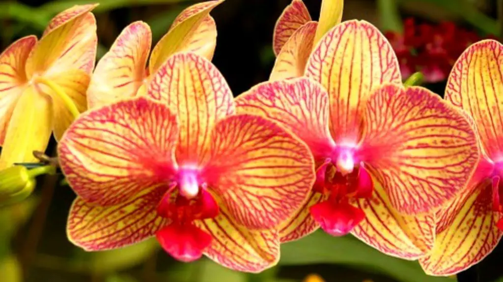How do i take care of my phalaenopsis orchid?