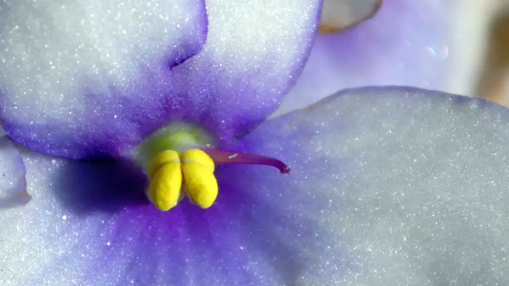 What are the white spots on my african violets?