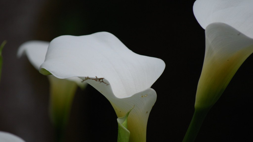 When to pull calla lily bulbs?