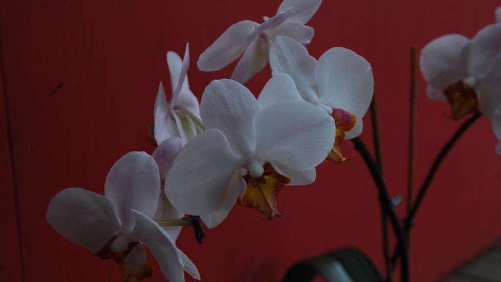 Can i cut the stem on a phalaenopsis orchid?