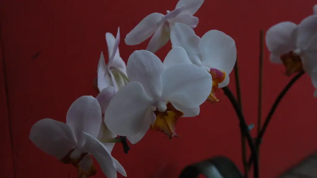 How often to water indoor calla lily?
