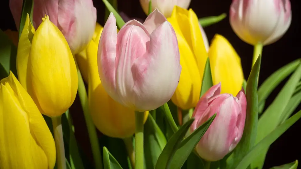 What does a tulip flower symbolize?