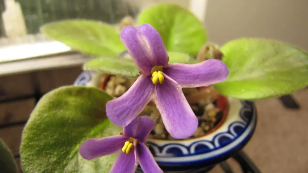 How cold can african violets tolerate?