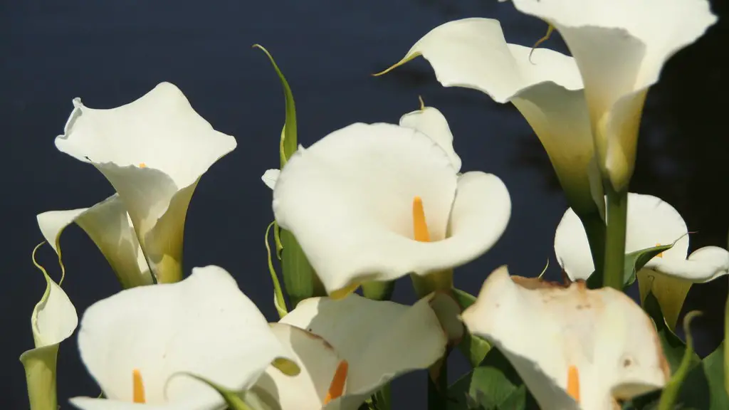 Can you plant white calla lily outside?