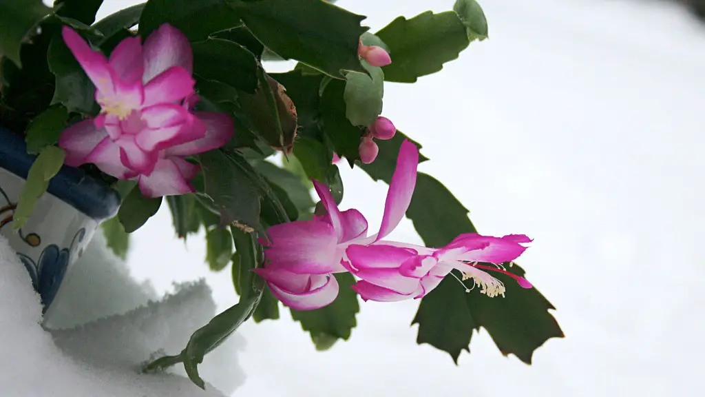 What do christmas cactus buds look like?