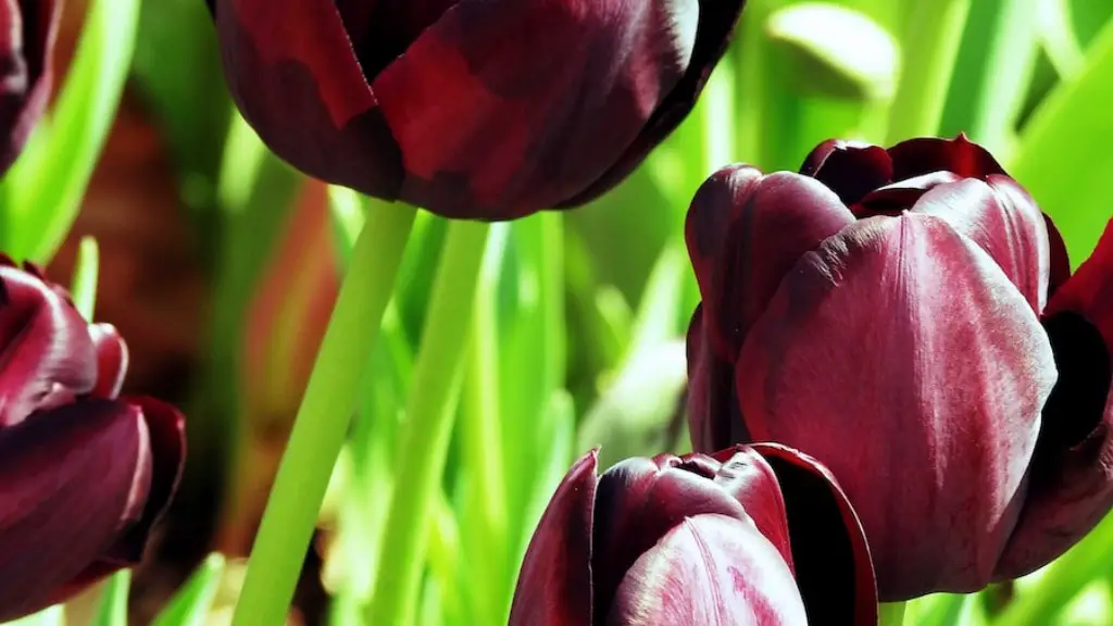 What does tulip flower mean?