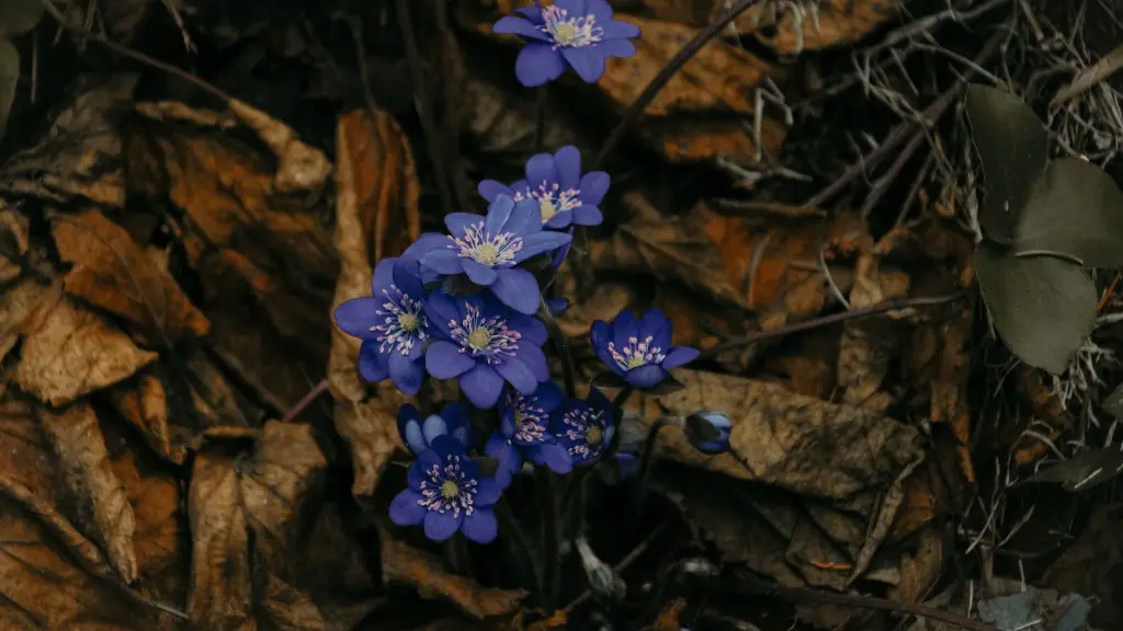 Why clustered new growth on african violets?