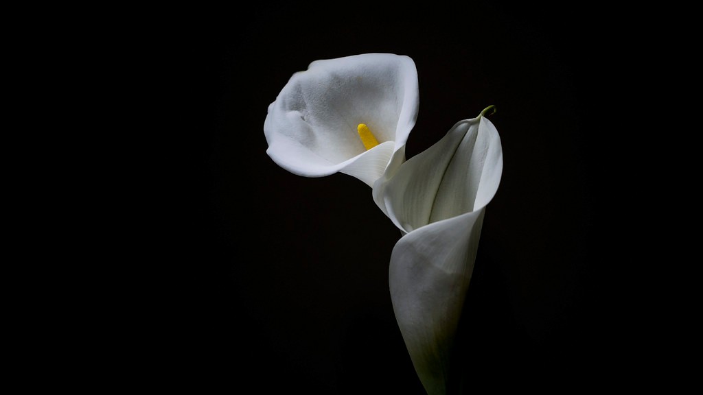 How many flowers does one calla lily bulb produce?