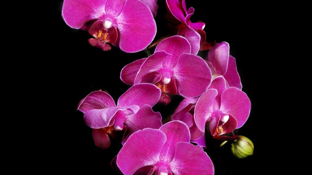 What pollinates phalaenopsis orchid?