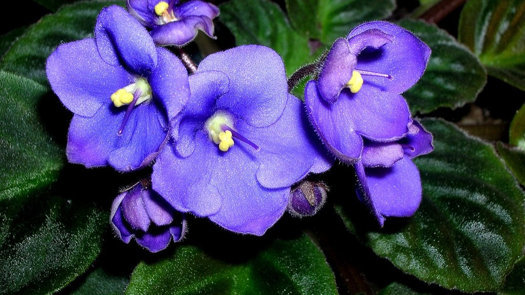 What colours are african violets?