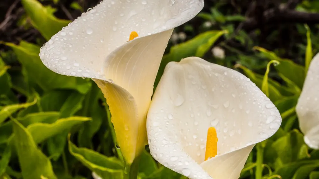 Can a potted calla lily be planted outside?