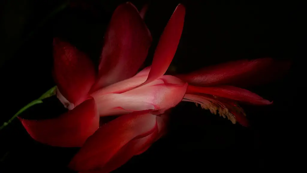 How to bloom a christmas cactus?