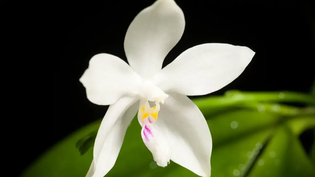 What soil do you use for african violets?