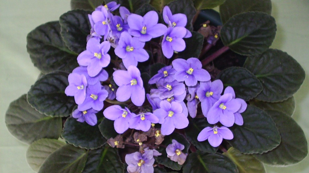 When should you repot african violets?