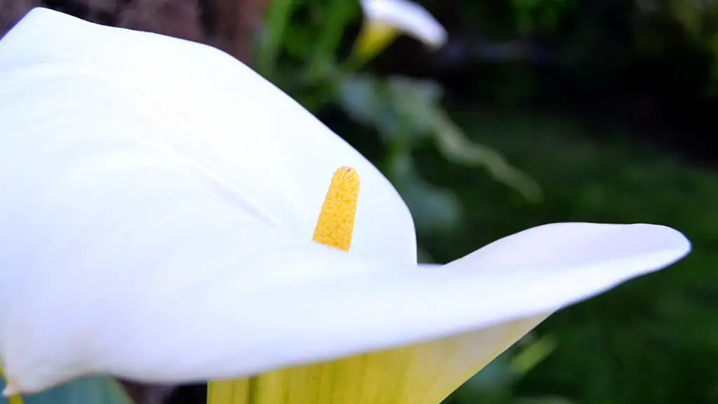 How do you prune a calla lily?