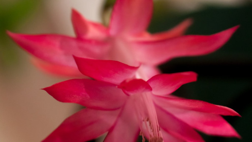 How to get a christmas cactus to flower?
