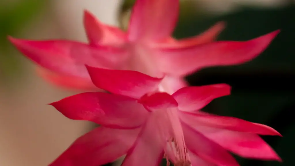 Is a christmas cactus a cactus?