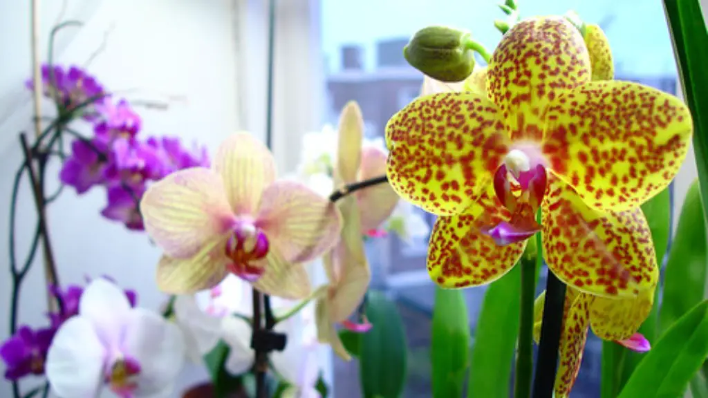 How to take care of an phalaenopsis orchid plant?