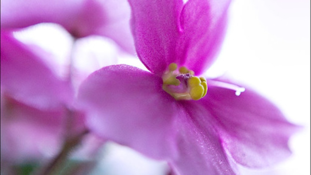 Is orchid fertilizer too acidic for african violets?