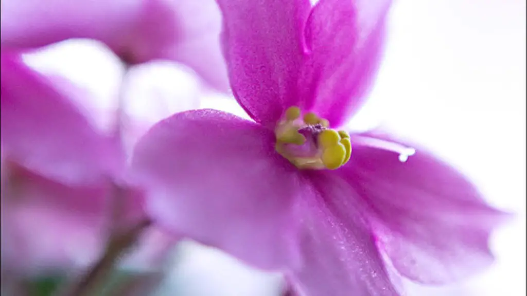 Do african violets bloom again?