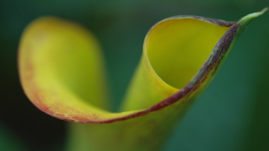 How many times will a calla lily rebloom?